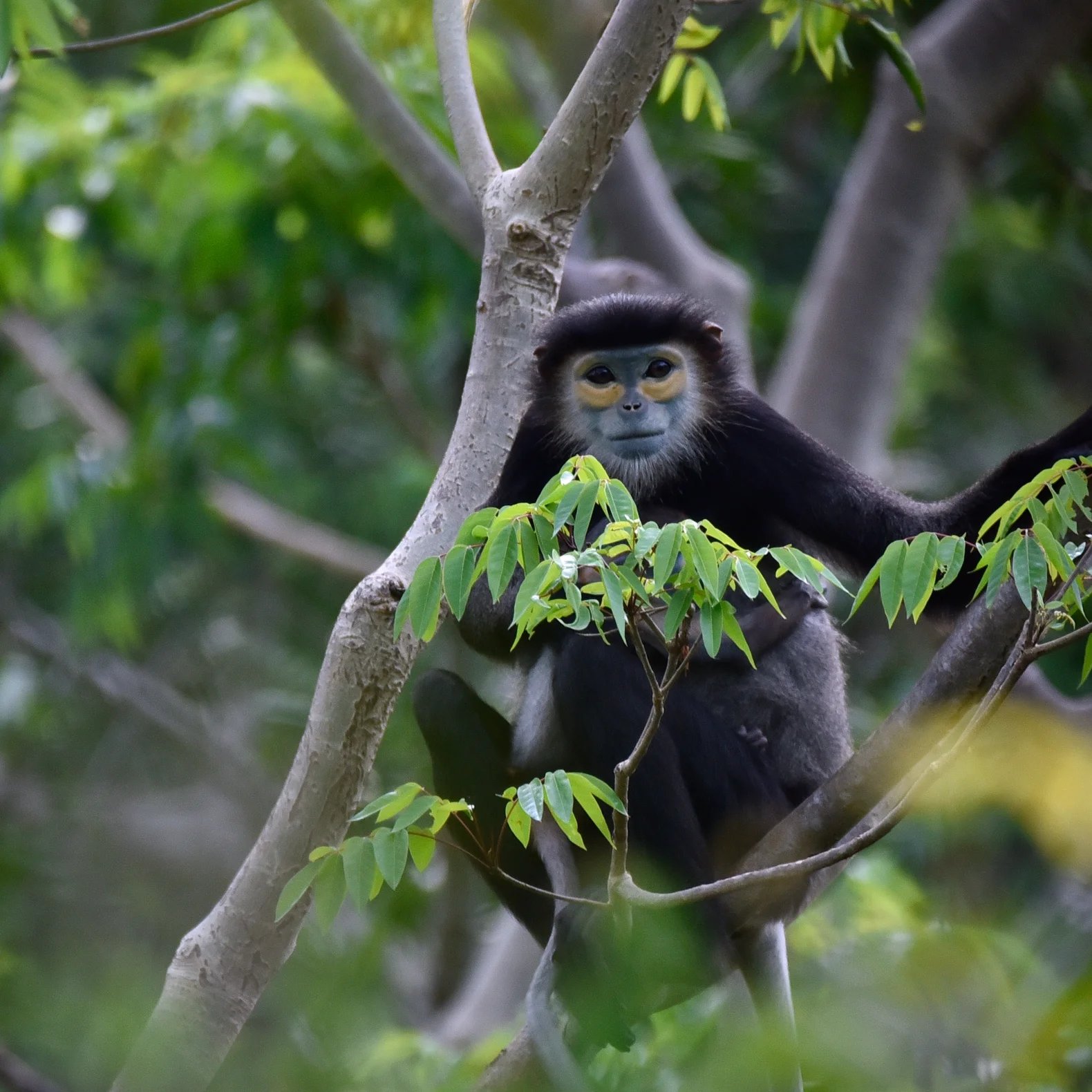 Black_Shanked_Langur