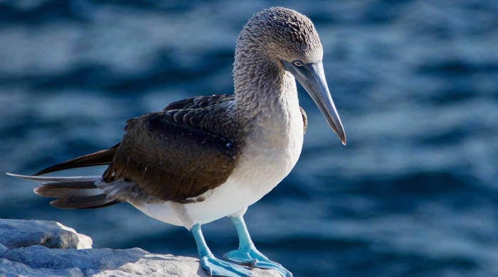 galapagos blue foot