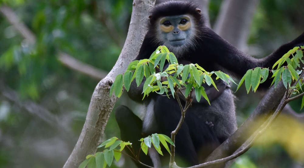 Six Senses Ninh Van Bay - Black Shanked Langur