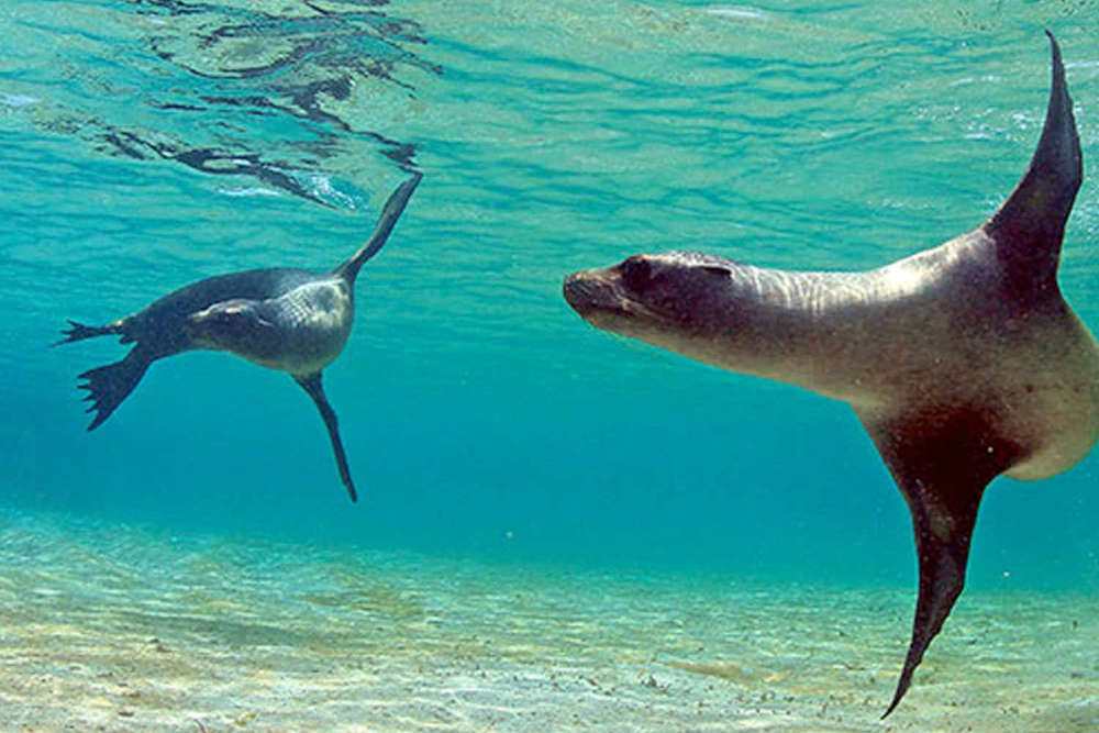 AK galapagos