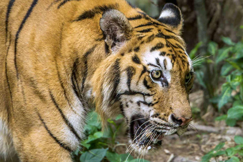 greaves tiger