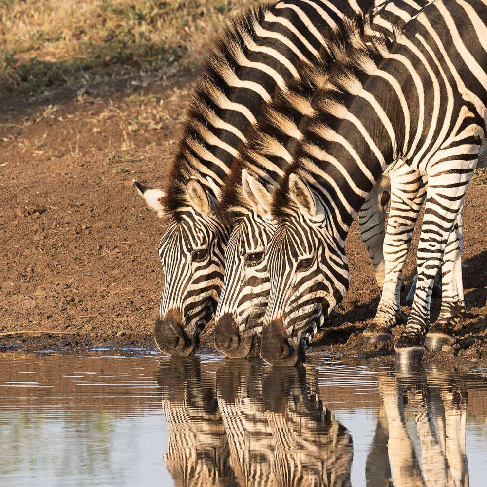 zebras