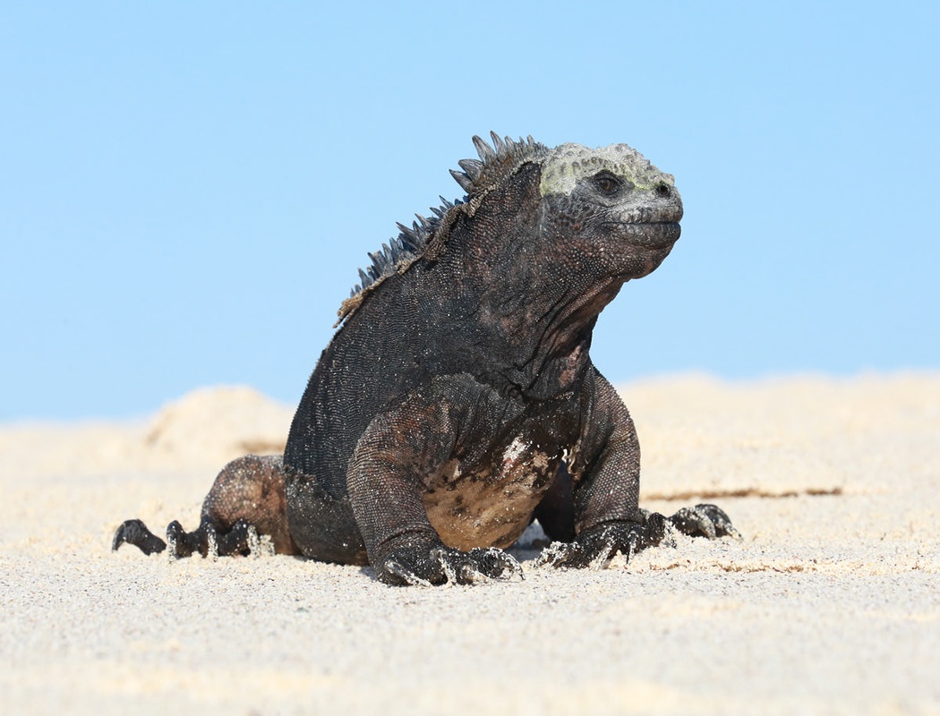 punta-espinoza-silversea-galapagos-cruise-marine-iguana
