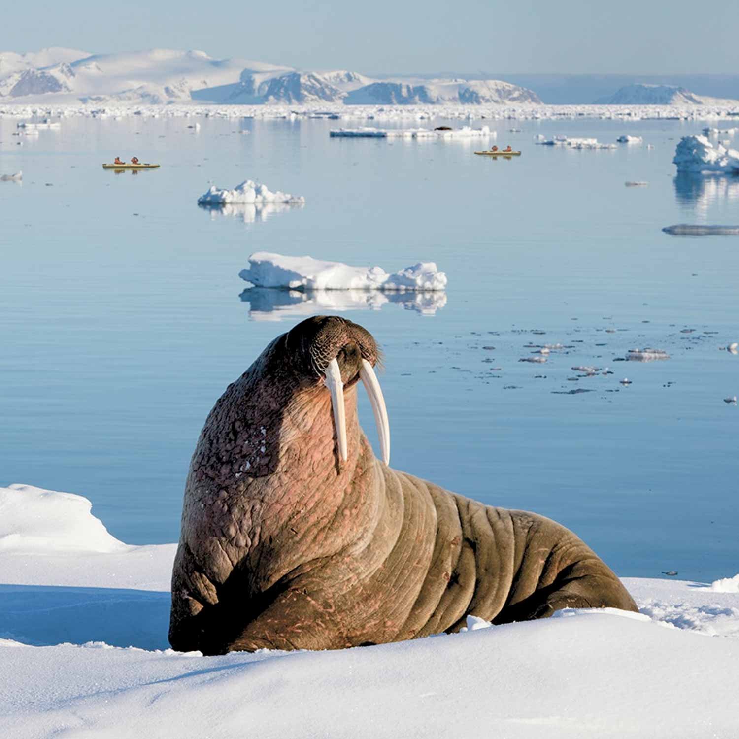 arctic-scenic-1500