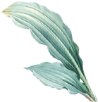leaves-img