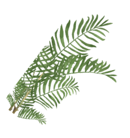 leaves small