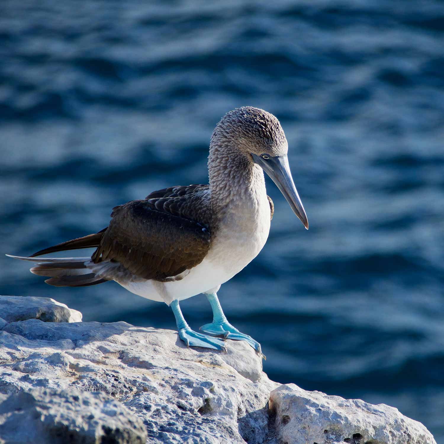 galapagos-blue_foot-1500