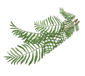 leaves small