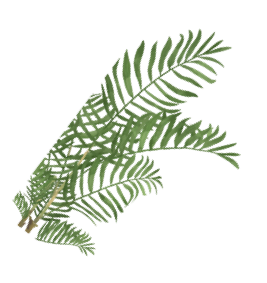 leaves small