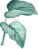 leaves-two