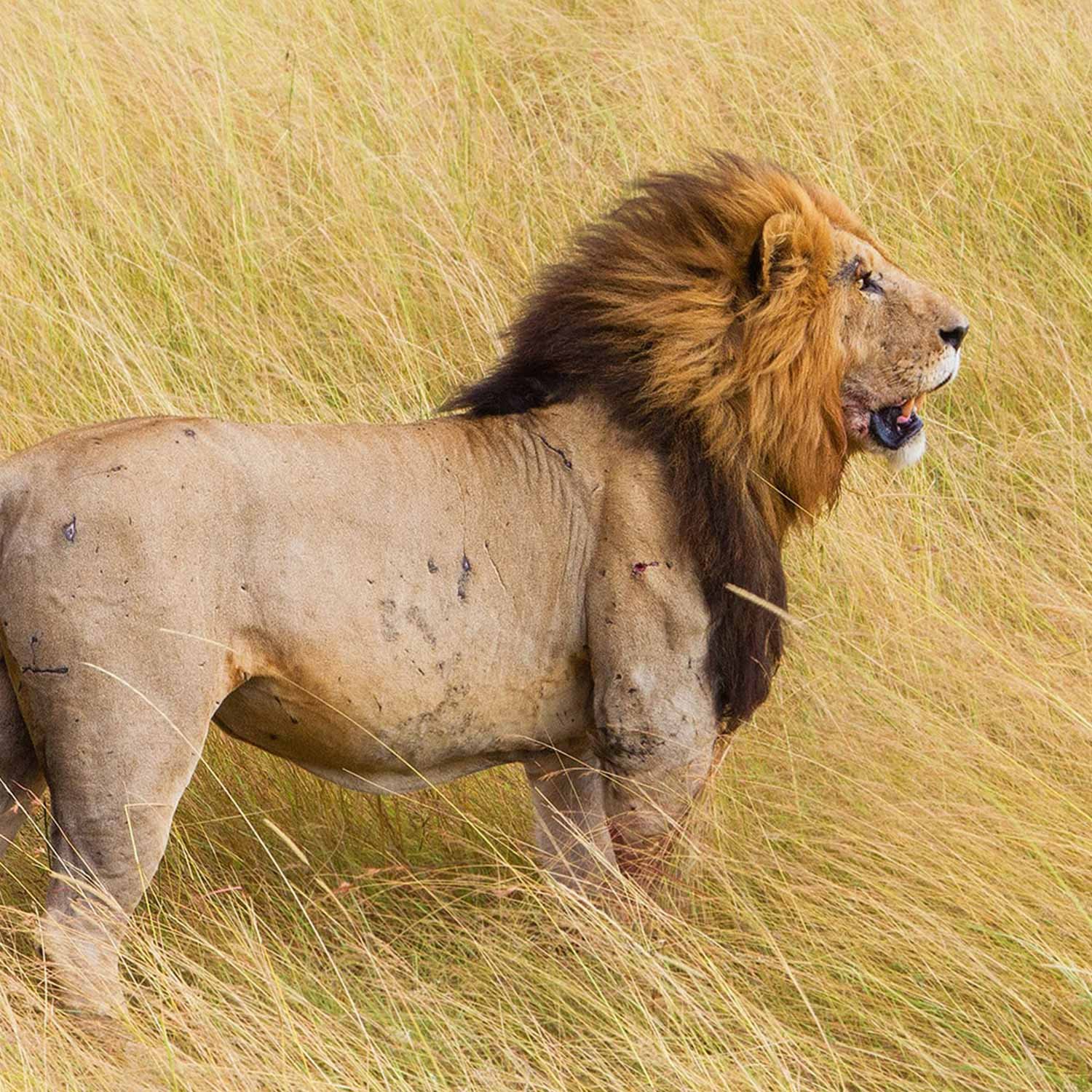 lion-1500