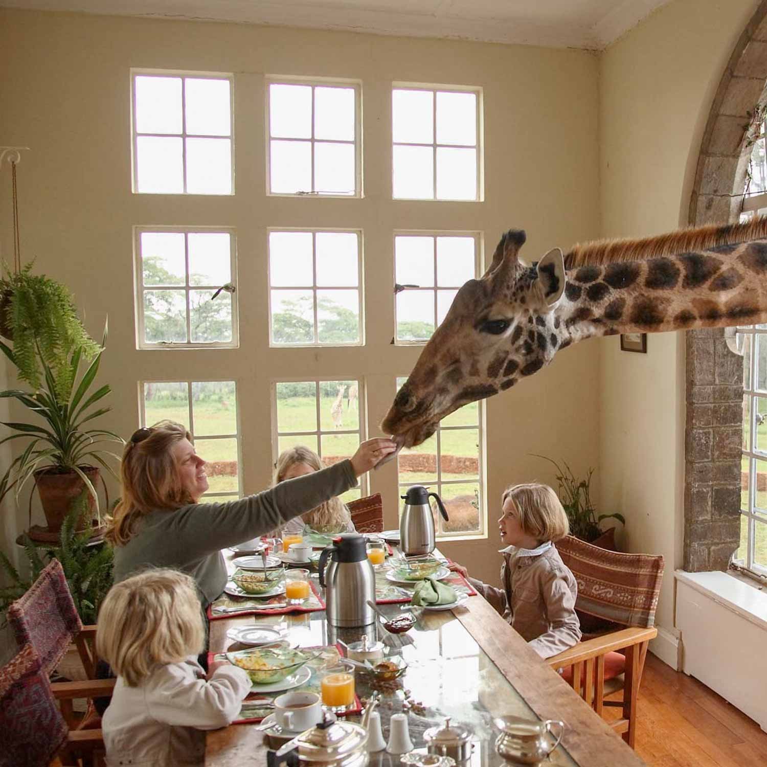 micato-giraffe_manor-1500