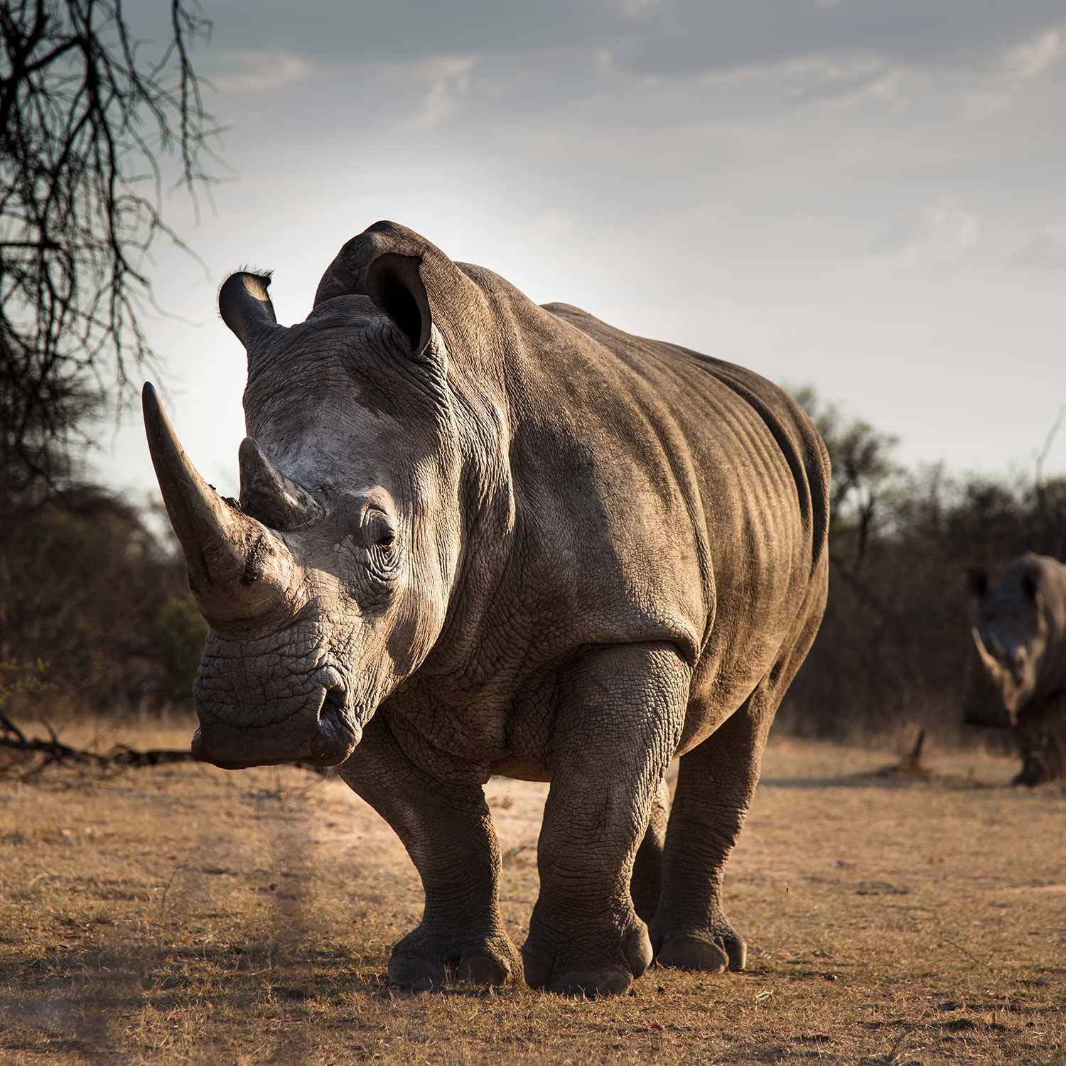 rhino-1500